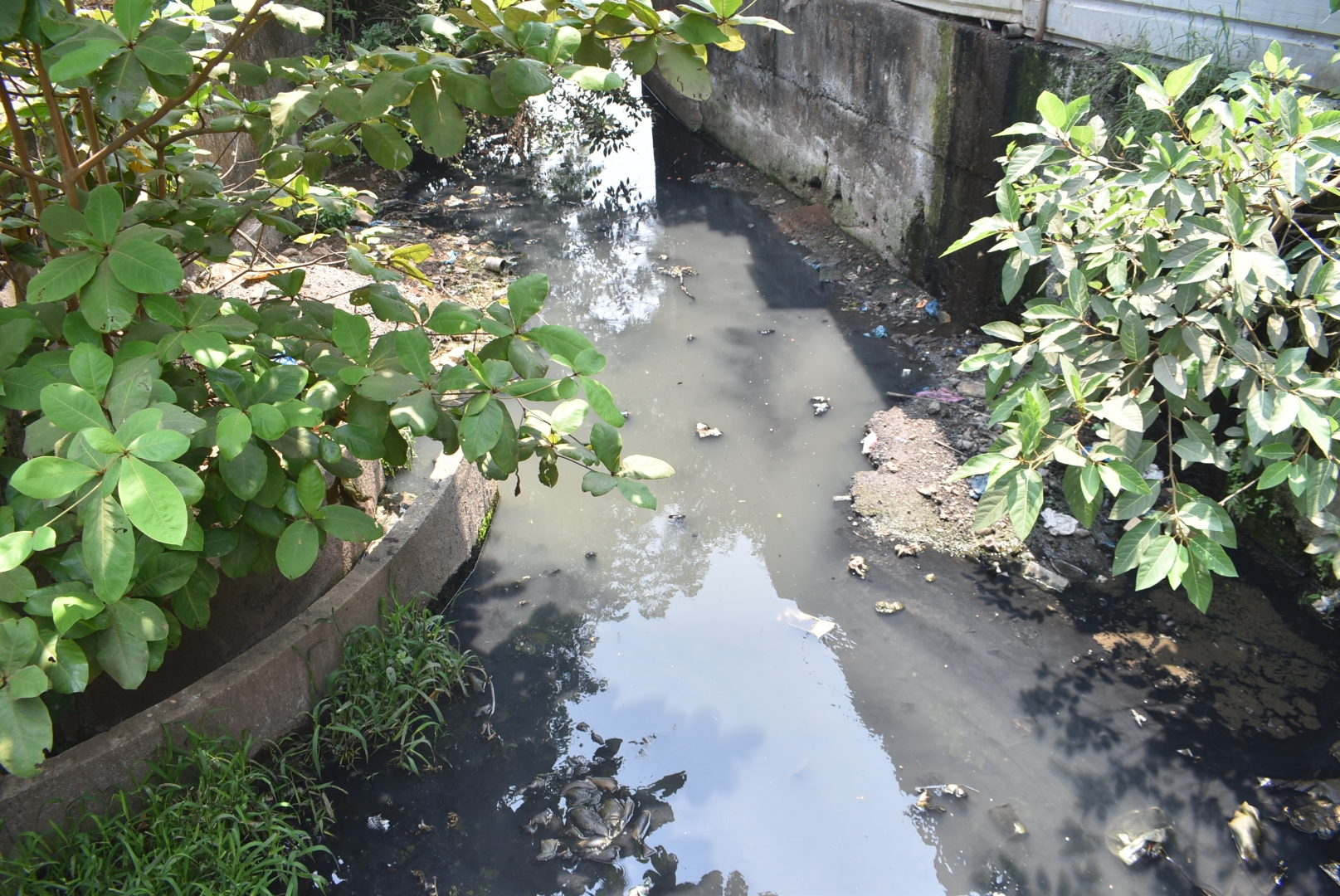 Govt plans 4 treatment plants along River Sal to curb sewage pollution